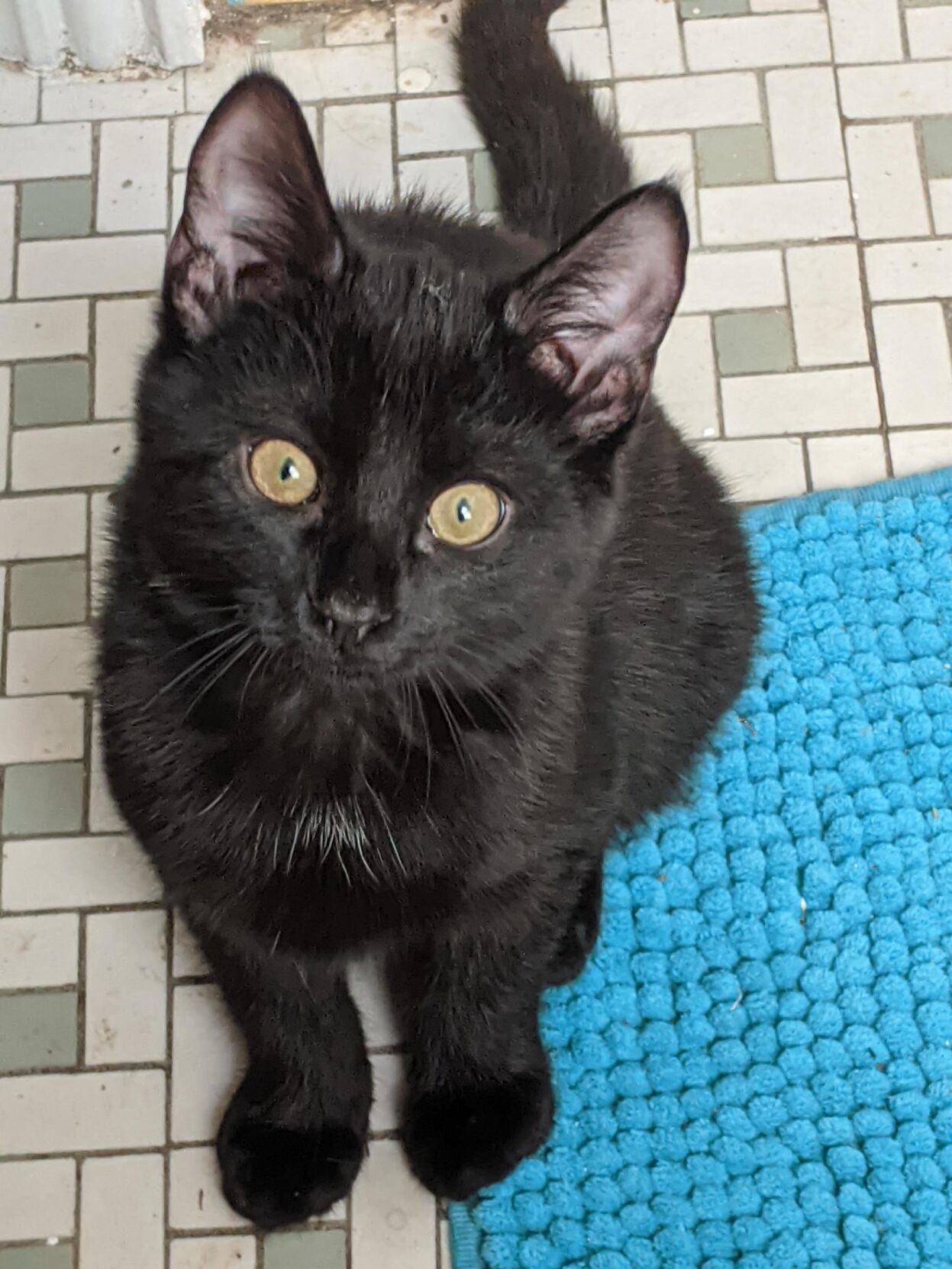 BatCat1.jpg